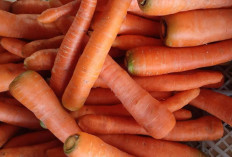 Wortel, Sayuran Sejuta Manfaat yang Tetap Jadi Primadona di Tengah Gempuran Makanan Modern