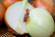 Bawang Bombay : Meski Berbau Menyengat, Tetap Jadi Pelengkap Masakan yang Tak Tergantikan