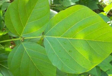 Obati Cacingan dan Insomnia dengan Daun Dadap