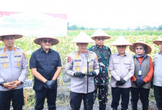 Sekda Sumsel Edward Candra dan Kapolda Sumsel Hadiri Panen Raya Jagung Serentak
