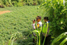Warga Desa Tanjung Mas OKU Timur Mendadak Geger : Temukan Mayat dengan Kondisi Begini !