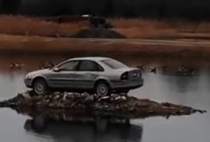Misteri Pulau Volvo : Bagaimana Sebuah Sedan Tua Bisa Terjebak di Sana?