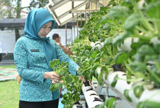 Pj. Ketua TP PKK Optimalkan Hasil Panen Sayur Hidroponik di Kebun PKK