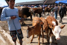 Dilarang Berjualan di Pinggir Jalan : Begini Respon Pedagang Hewan Kurban !