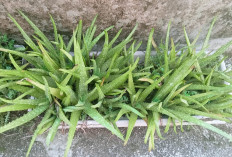 Lidah Buaya, Tanaman Gurun yang Menjelma Menjadi Primadona Kesehatan dan Kecantikan Modern