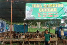 Bisnis Hewan Kurban Mulai Ramai, Peternak di Lubuklinggau Kebanjiran Permintaan Jelang Idul Adha