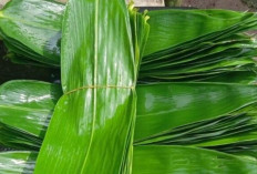 Daun Bambu sebagai Herbal Tradisional, Ini Potensi Manfaatnya untuk Kesehatan
