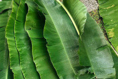 Daun Pisang : Lebih dari Sekadar Pembungkus, Rahasia Cita Rasa Masakan Tradisional Indonesia
