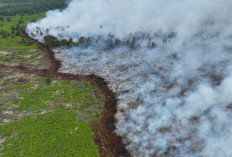15 Hektar Lahan Gambut di Medak Bayung Lencir Terbakar