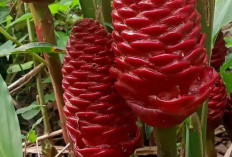 Tingkatkan Nafsu Makan dan Jaga Kesehatan Pencernaan dengan Lempuyang