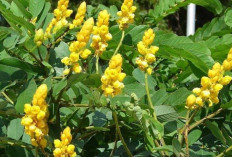 Jaga Kesehatan Lambung dengan Daun Senna