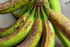 Ragam Pisang Nusantara, Buah Favorit dengan Banyak Manfaat dan Olahan