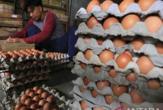 Harga Pangan 15 Desember 2024 : Fluktuatif, Telur Ayam Ras Turun Jadi Rp29.650 per Kilogram !