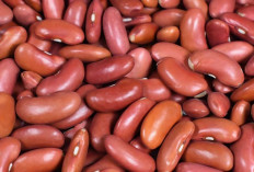 Jaga Kesehatan Jantung dan Turunkan Kolesterol dengan Kacang Merah