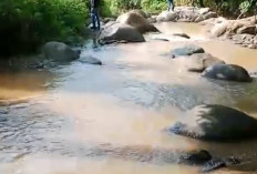 Aliran Sungai Semendo Tercemar Limbah : Diduga Berasal dari PT PGE Lumut Balai !