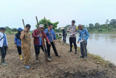 Ini Dia Manfaat Jagung Manis Yang Ditanam Polsek Rantau Alai, Ogan Ilir