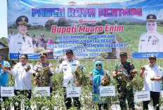 Muara Enim Produsen Kentang Terbesar di Sumsel