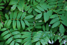 Obati Eksim dan Gudik dengan Daun Embo