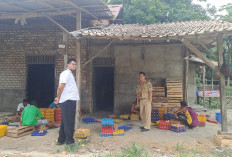 Dinas Pertanian Prabumulih Imbau Peternak Unggas Waspada Flu Burung