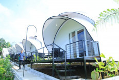 Aesthetic Dempo Umi Alfatih, Hidden Gem Baru di Pagaralam: Perpaduan Glamping, Kafe, dan Panorama Alam Memukau