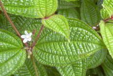 Atasi Keputihan dan Lancarkan ASI dengan Daun Harendong