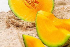 Manfaat Buah Melon : Segar Bergizi dan Baik untuk Kesehatan