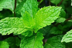 Daun Mint : Pemanis Alami yang Menyegarkan di Berbagai Minuman Café Kekinian