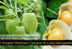 Atasi Nyeri Sendi dan Rematik dengan Buah Ciplukan