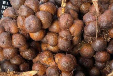 Manfaat dan Keunikan Buah Salak : Buah Eksotis yang Penuh Khasiat