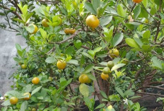 Jeruk Kunci Segar: Si Kecil yang Kaya Manfaat dan Segar Diseruput