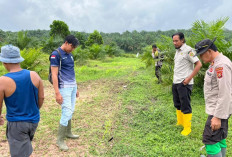 Dukung Ketahanan Pangan, Tinjau Lahan Jagung yang Bermasalah 