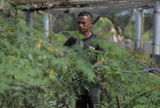 PLN Kembangkan Ekosistem Biomassa  Berbasis Pertanian Terpadu