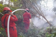 BPBD Sumsel Deteksi 169 Titik Panas pada Juni 2025