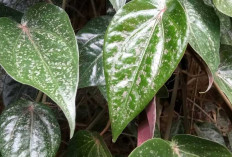 Khasiat Daun Sirih Merah, Tanaman Herbal dengan Segudang Manfaat