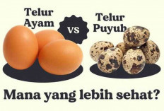 Perbandingan Telur Puyuh dan Telur Ayam : Manfaat Kesehatan dan Keunggulannya