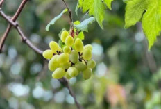 Manfaat dan Keunikan Anggur Hijau : Buah Segar yang Kaya Nutrisi