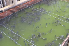 Bagaimana Cara Membedakan Ikan Lele Menggantung Karena Kekenyangan atau Sakit? Simak Penjelasan Berikut!