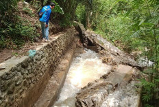 Siring Irigasi Ambruk, 63 Hektar Sawah Gagal Tanam