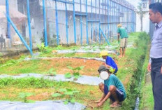 Dukung Ketahanan Pangan : Lakukan Perawatan Tanaman Terong !