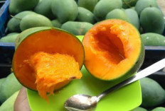 Atasi Diare dan Anemia dengan Biji Mangga