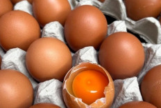 Telur Omega, Pilihan Telur Bernutrisi Tinggi yang Semakin Diminati Masyarakat