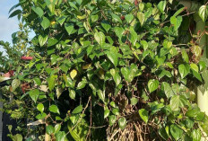 Obati Bisul dan Luka Bakar dengan Daun Sirih Hijau