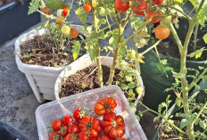 Tomat Mini, Si Kecil Segar dengan Segudang Manfaat