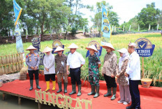 Sumsel Raih Apresiasi Kementan Lewat Inovasi Padi Apung dan Mandiri Benih