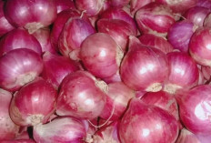 Beragam Jenis Bawang, Kunci Aroma dan Cita Rasa Masakan Nusantara
