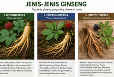Ginseng, Herbal Legendaris dari Asia yang Menyimpan Beragam Khasiat bagi Kesehatan