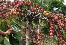 Kopi Robusta Lahat Resmi Mendunia :  Cita Rasa Khas Sumatera Selatan Kini Terlindungi !