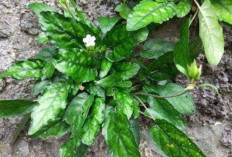 Jaga Kesehatan Gusi dan Gigi dengan Daun Gempur Batu