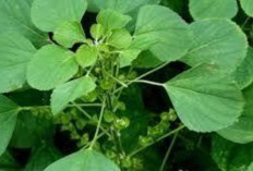 Sembuhkan Luka Bakar dan Cegah Infeksi Kulit dengan Daun Anting Anting