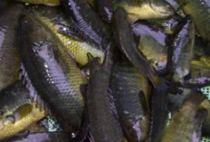 Tingkatkan Kecerdasan Otak dan Hindari Pikun dengan Ikan Betok